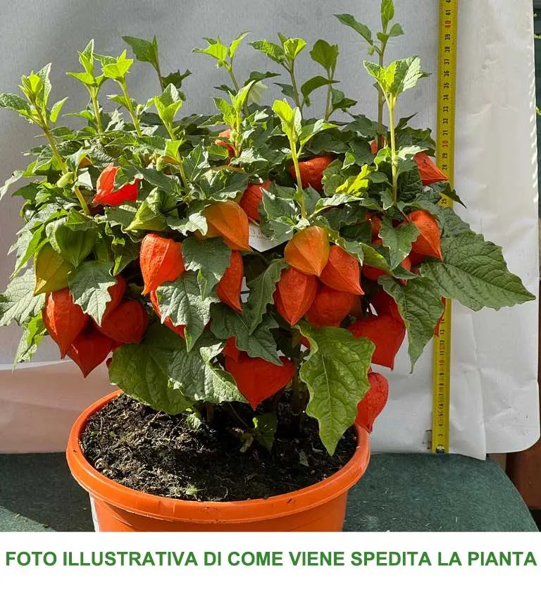 PHYSALIS ALKEKENGI CHINESE LANTERN VASO 23CM