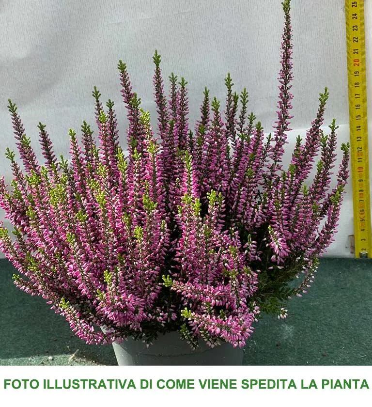 ERICA CALLUNA BEAUTY LADIES VIOLA IN VASO 13CM