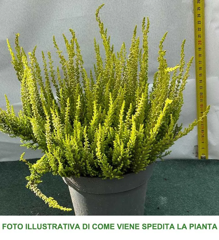 ERICA CALLUNA SKYLINE VASO 13CM
