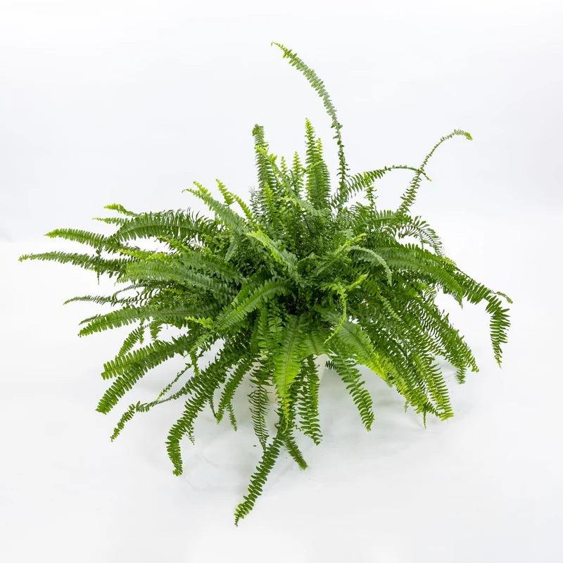 NEPHROLEPIS EXALTATA GREEN LADY IN VASO 12CM