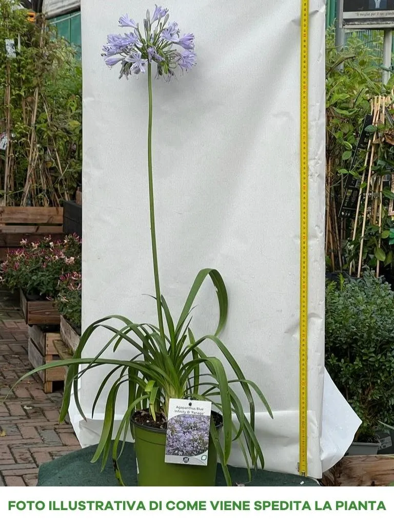 AGAPANTHUS BLUE INFINITY PANAGA VASO 18CM