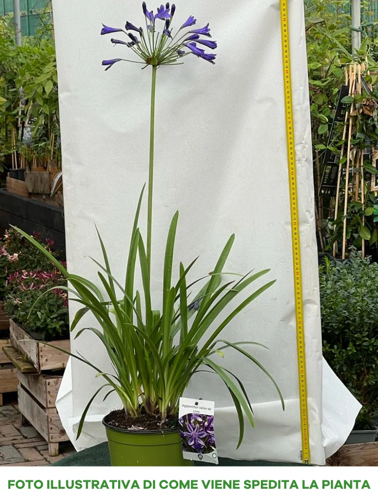 AGAPANTHUS VALLEE DE LOIRE VASO 18CM