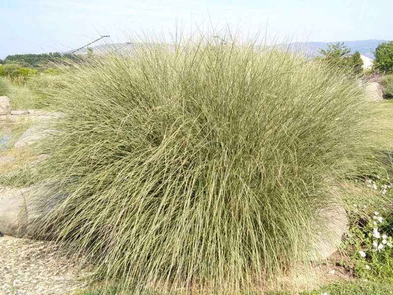 MISCANTHUS SINENSINS MORNING LIGHT VASO 17CM