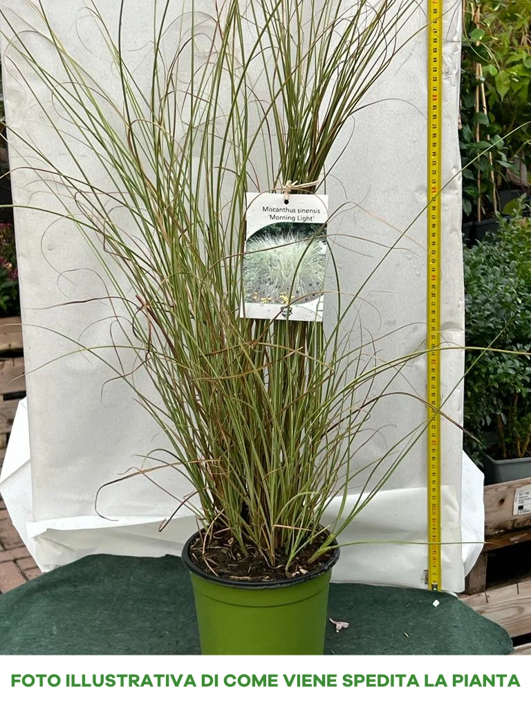 MISCANTHUS SINENSINS MORNING LIGHT VASO 17CM