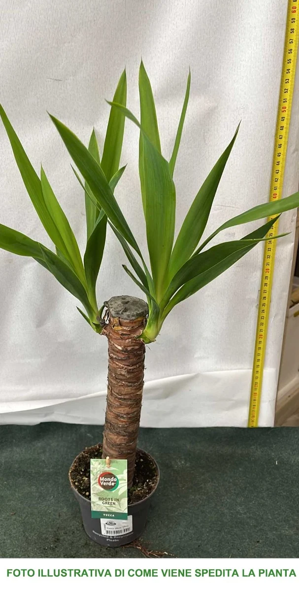 YUCCA VASO 12CM