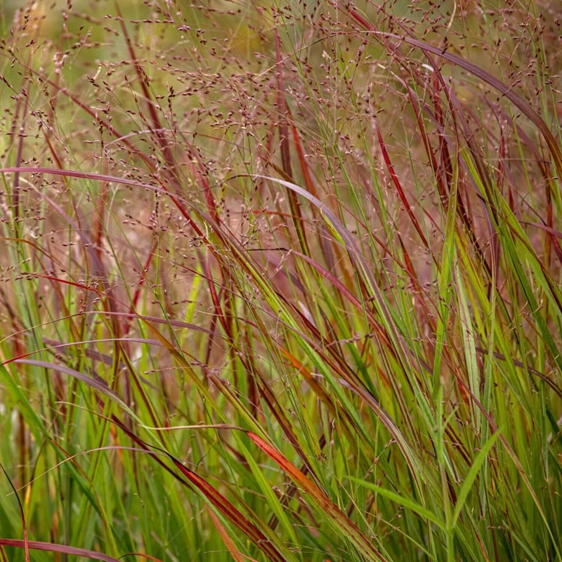 PANICUM VIRGATUM OXBLOOD AUTUMN IN VASO 18CM