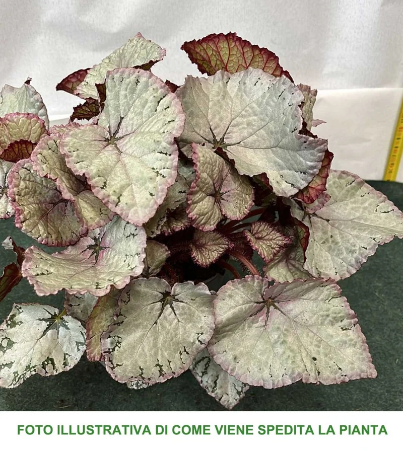 BEGONIA BELEAF COLORI ASSORTITI IN VASO 13CM