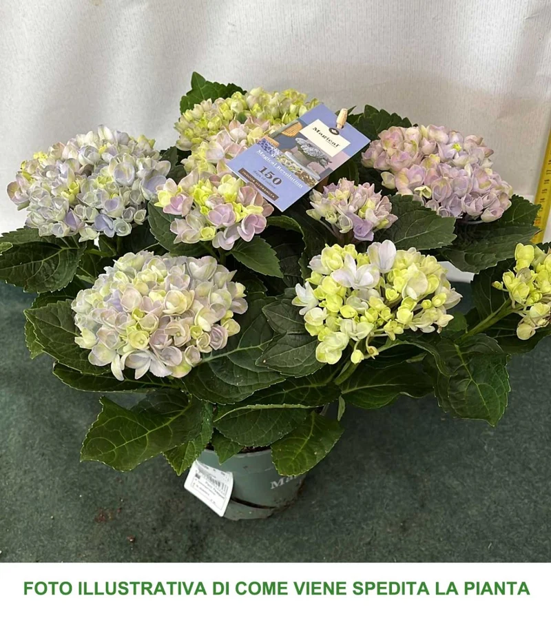 ORTENSIA HYDRANGEA MAGICAL REVOLUTION BLU VASO 12CM