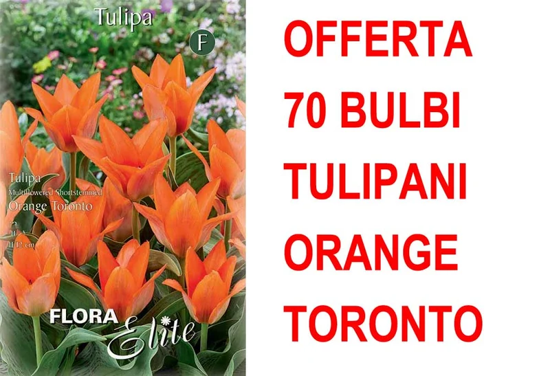 OFFERTA 70 BULBI DI TULIPANO MULTI-FLOWERED ORANGE TORONTO