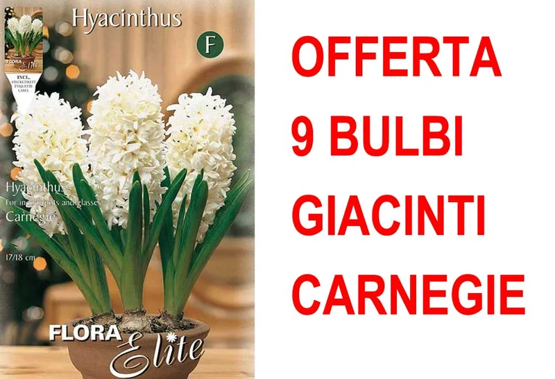 OFFERTA 9 BULBI GIACINTO CARNEGIE