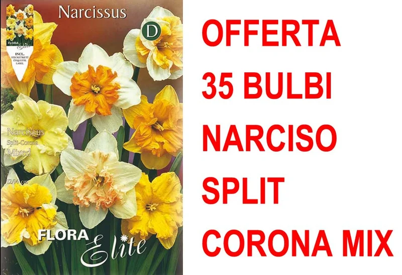OFFERTA 35 BULBI NARCISO SPLIT CORONA MIX DI COLORI