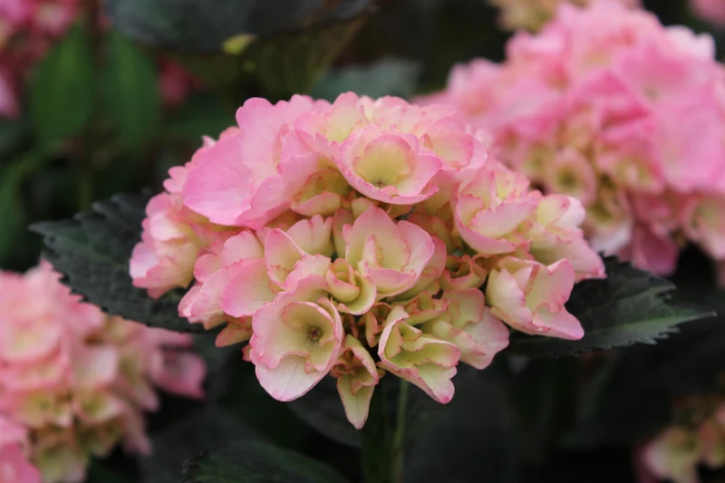 ORTENSIA HYDRANGEA MACROPHYLLA FROUFROU ROSE VASO 21CM