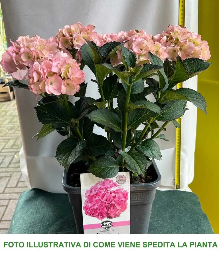 ORTENSIA HYDRANGEA MACROPHYLLA FROUFROU ROSE VASO 21CM