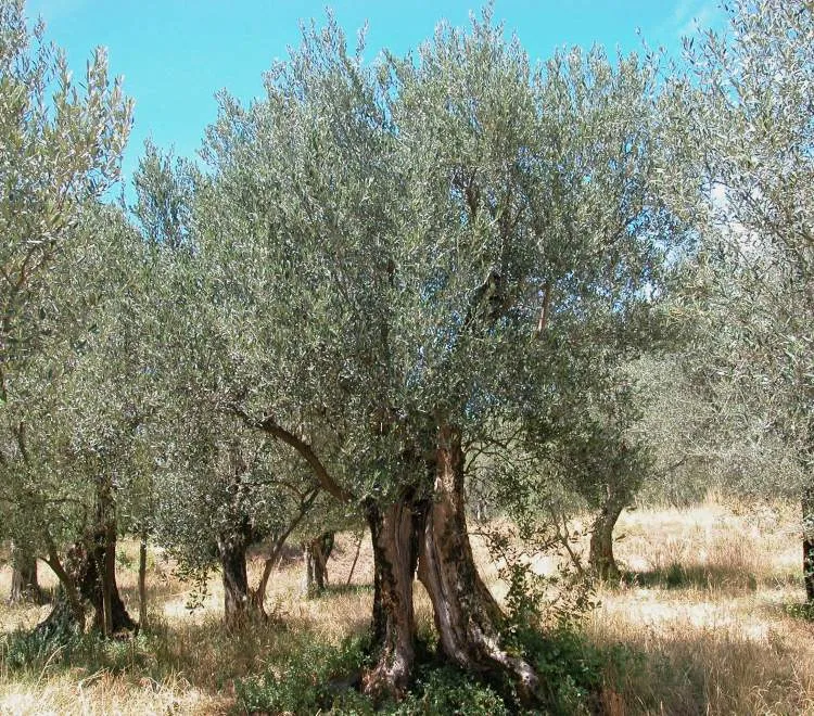 OLIVO OLEA EUROPAEA VASO 15CM