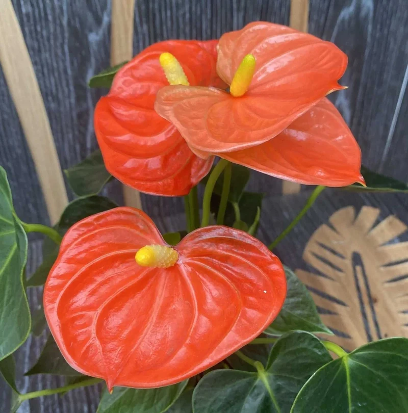 ANTHURIUM ROYAL ORANGE CHAMPION IN VASO 12CM