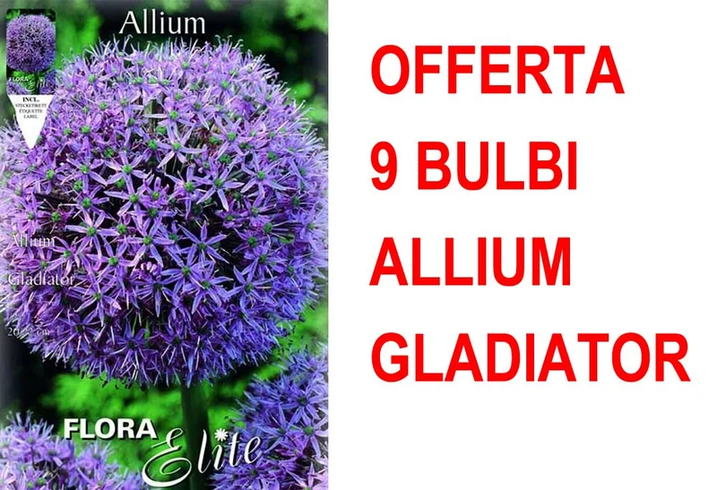 OFFERTA 9 BULBI ALLIUM GLADIATOR