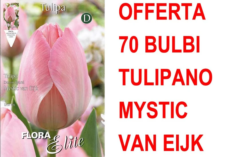 OFFERTA 70 BULBI TULIPANO DARWIN HYBRID MYSTIC VAN EIJK