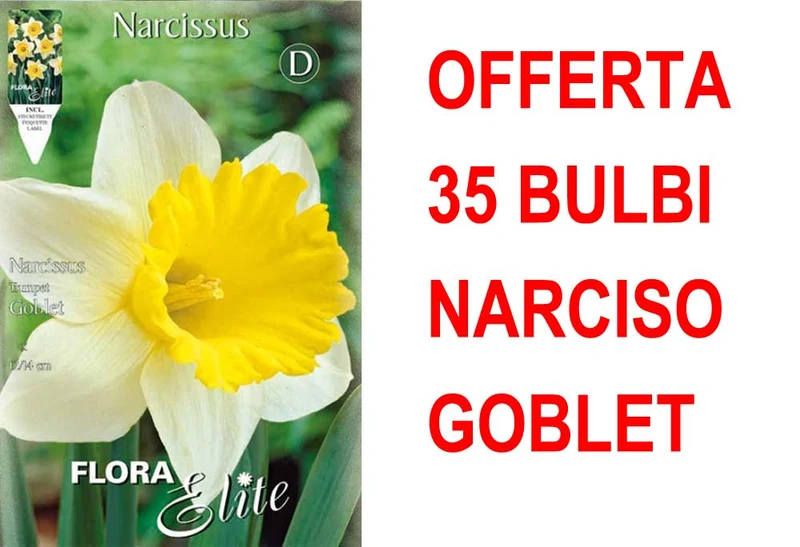OFFERTA 35 BULBI NARCISO TRUMPET GOBLET