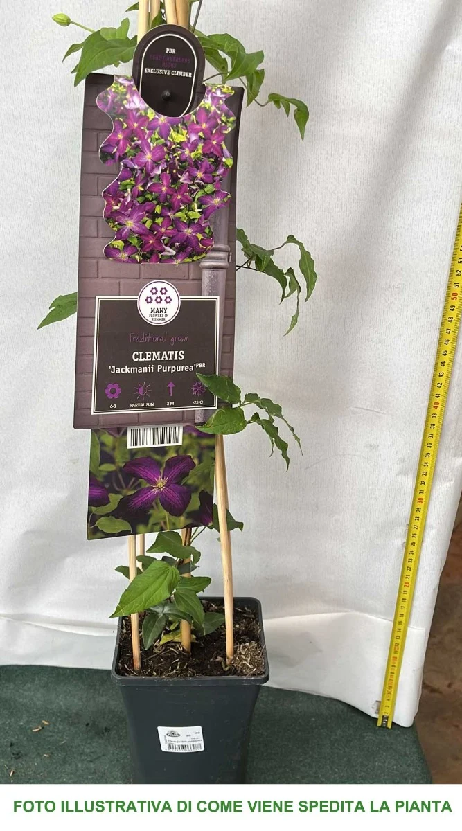 CLEMATIDE CLEMATIS JACKMANII PURPUREA VASO 17CM
