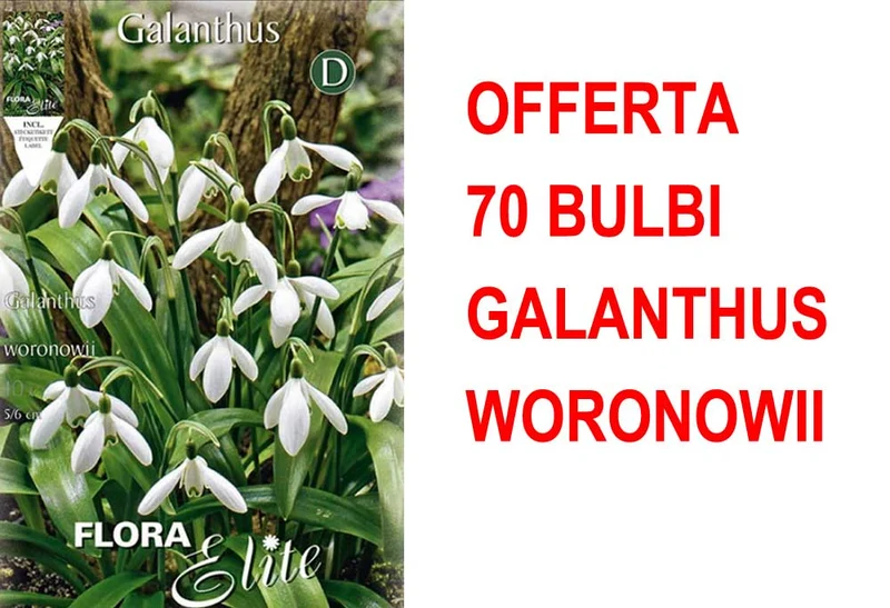 OFFERTA 70 BULBI GALANTHUS WORONOWII