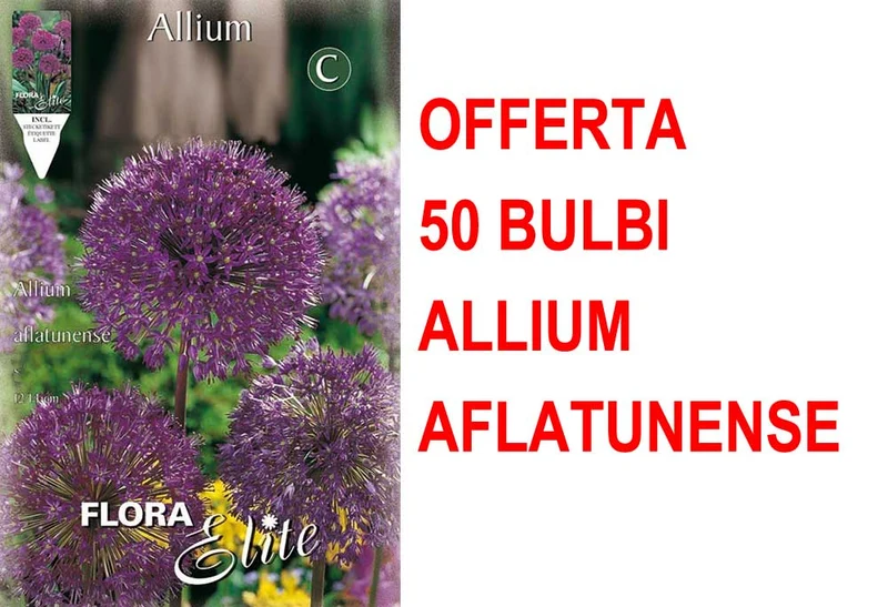 OFFERTA 50 BULBI ALLIUM AFLATUNENSE