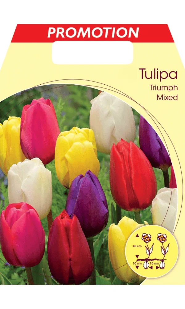 TULIPANO LONGSTEMMED MIX (CONFEZIONE DA 20 BULBI)