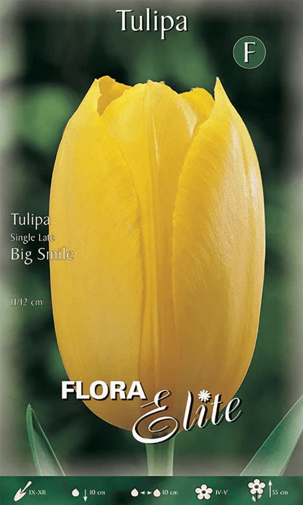 TULIPANO SINGLE LATE BIG SMILE (CONFEZIONE DA 7 BULBI)