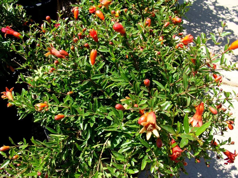 PUNICA GRANATUM NANUM MELOGRANO NANO IN VASO 19CM