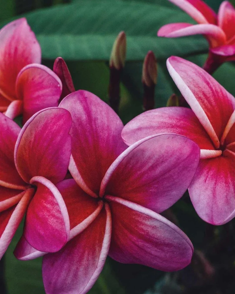 PLUMERIA POMELIA BAYEUX IN VASO 18CM