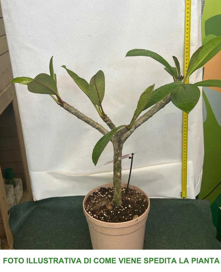 PLUMERIA POMELIA MALIKA IN VASO 18CM