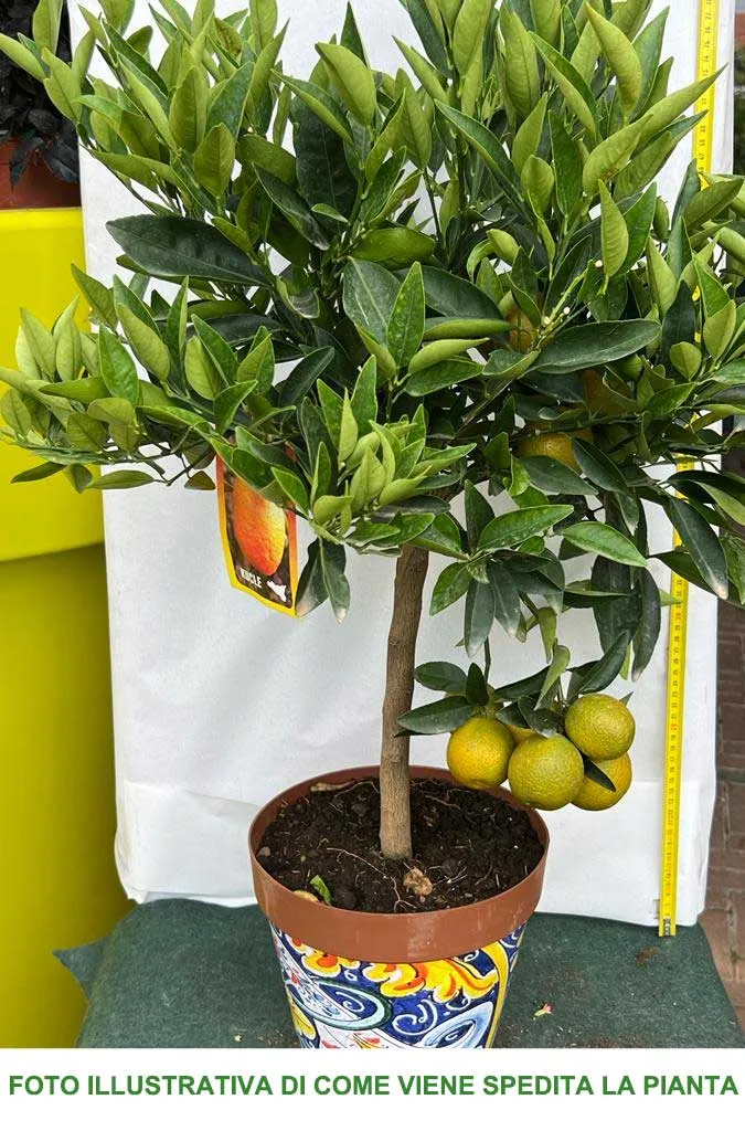 KUCLE FORTUNELLA MARGARITA X CITRUS CLEMENTINA IN VASO 22CM