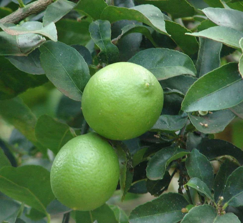 CITRUS AURANTIFOLIA LIME IN VASO 22CM