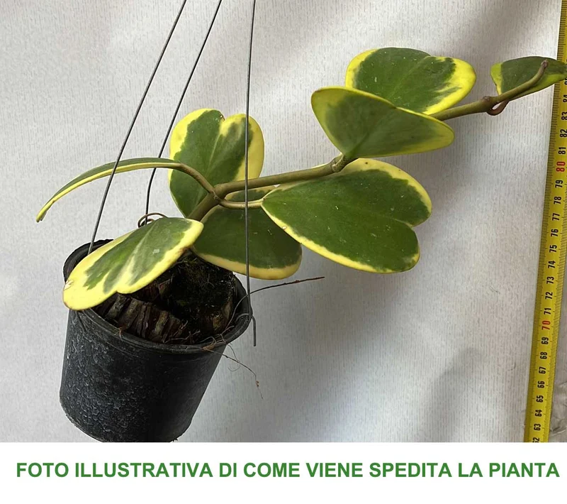 HOYA KERRII VARIEGATA FIORE DI CERA IN VASO BASKET 10CM
