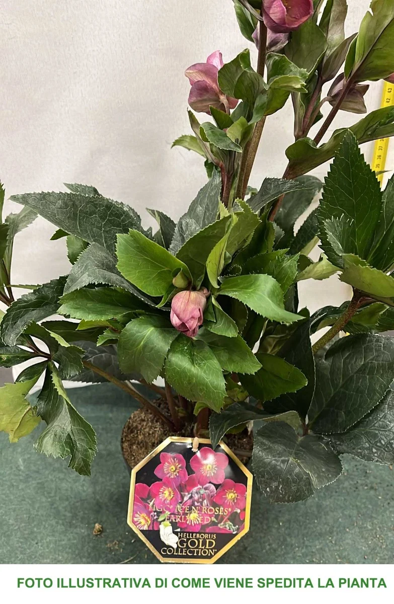 HELLEBORUS NIGER DIVA EARLY RED ROSA DI NATALE VASO 15CM