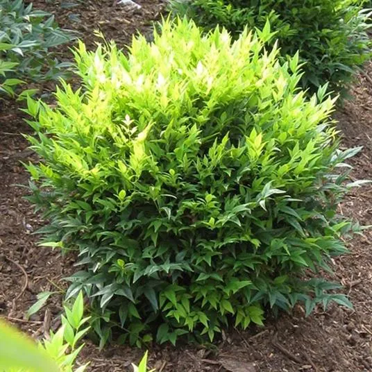 NANDINA DOMESTICA LEMON LIME IN VASO 17CM