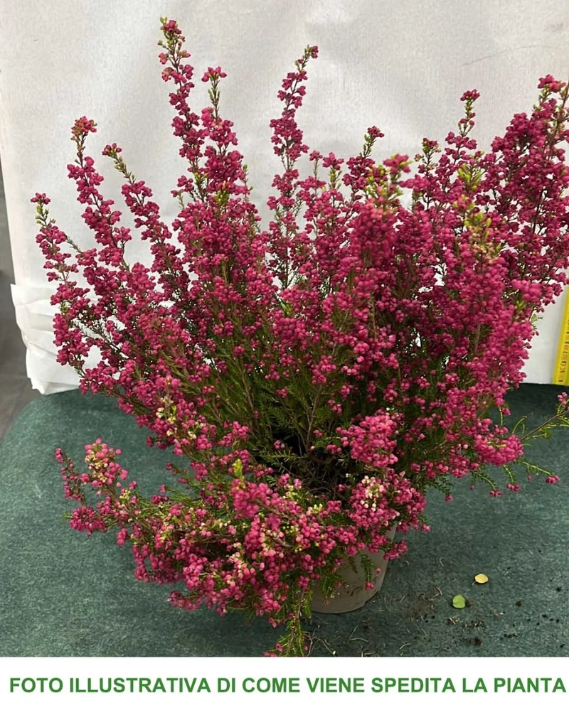 ERICA GRACILIS ROSA SCURO IN VASO 12CM
