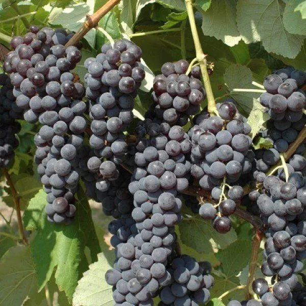 UVA DA TAVOLA FRAGOLA NERA IN VASO 17CM