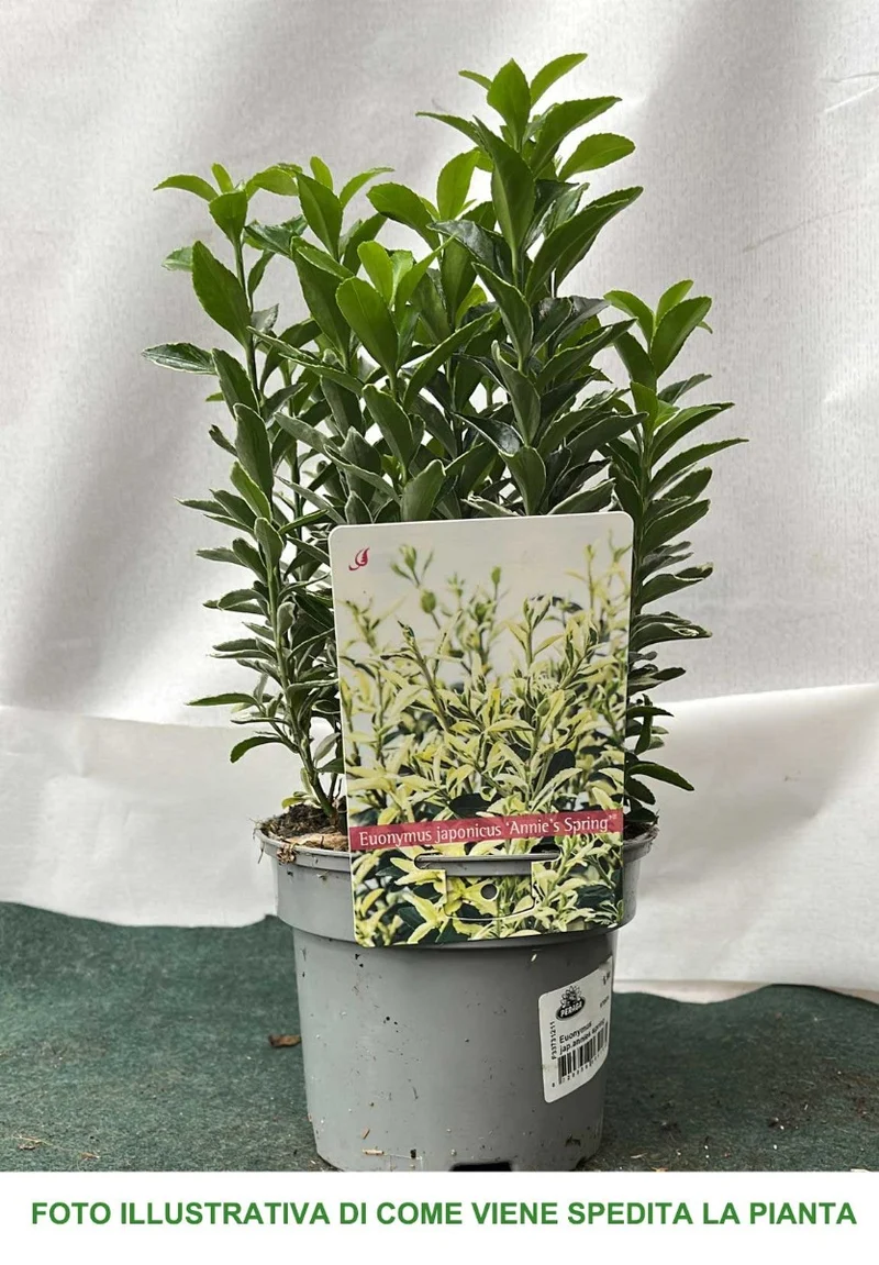 EUONYMUS JAPONICUS ANNIE'S SPRING VASO 13CM