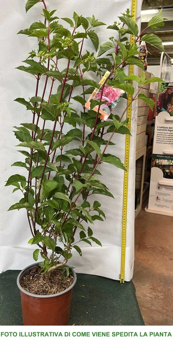 HYDRANGEA ORTENSIA PANICULATA FRAISE MELBA VASO 19CM