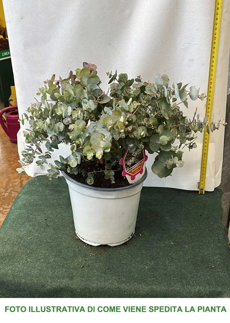 EUCALYPTUS CINEREA O EUCALIPTO VASO 19CM