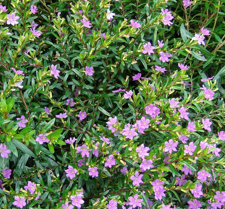 CUPHEA HYSSOPIFOLIA VASO 15CM