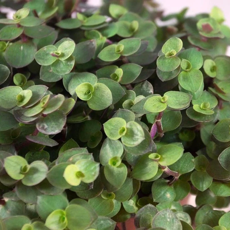 CALLISIA REPENS TURTLE VASO 14CM
