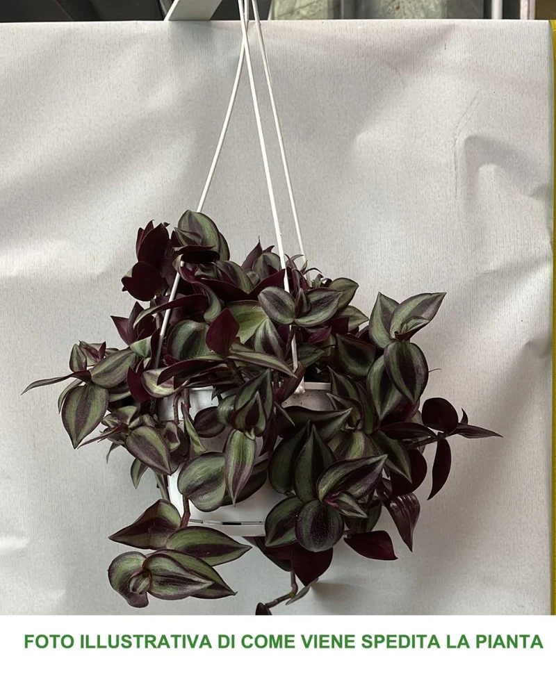 TRADESCANTIA ZEBRINA PINK JOY VASO 14CM