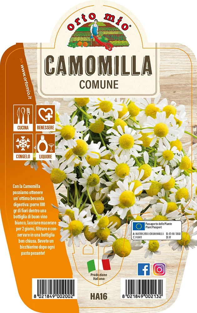 CAMOMILLA COMUNE IN VASO 14CM