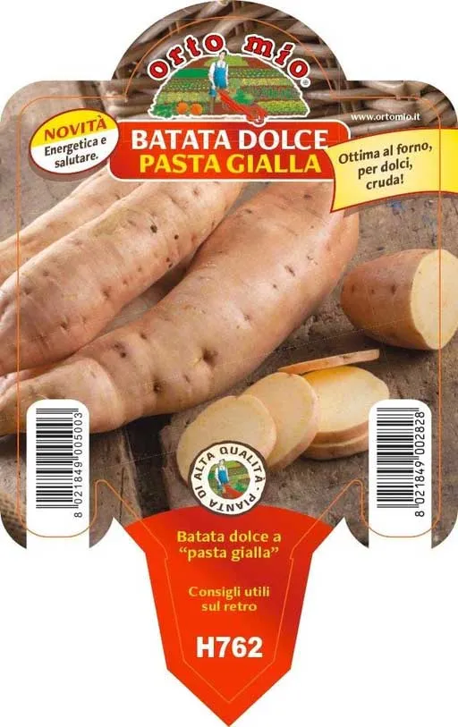3 PIANTE IN VASO Ø10CM BATATA PATATA DOLCE AMERICANA COLORE ASSORTITO