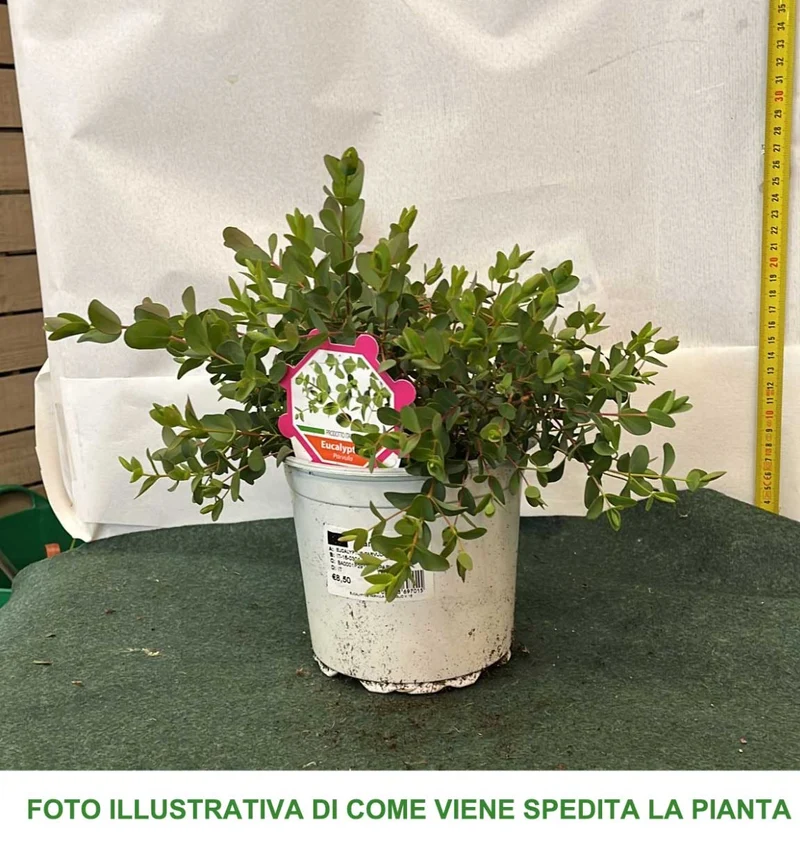 EUCALYPTUS PARVULA VASO 16CM