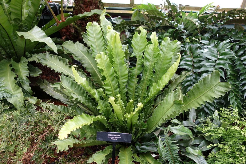 ASPLENIUM NIDUS VASO 12CM