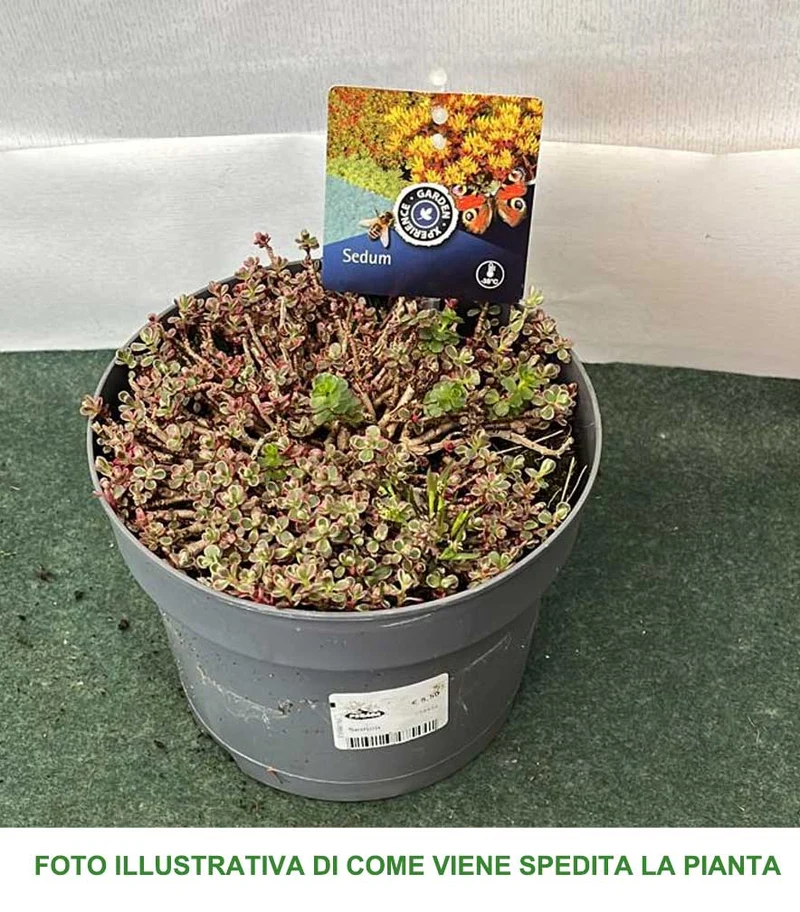 SEDUM IN MIX ASSORTITO VASO 17CM