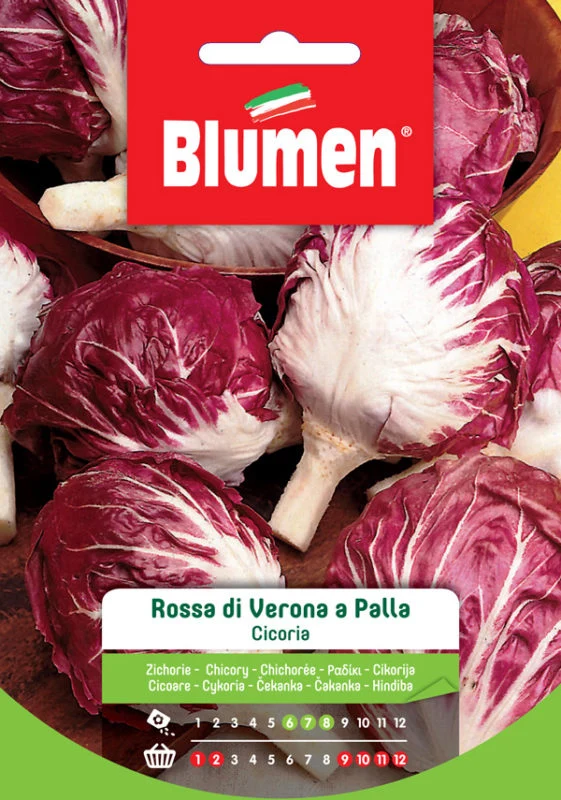SEMI CICORIA ROSSA DI VERONA A PALLA