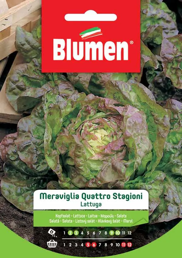SEMI LATTUGA QUATTRO STAGIONI